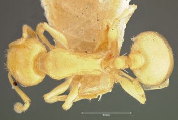 Media type: image; Entomology 21026   Aspect: habitus dorsal view